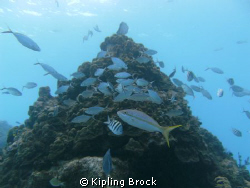 Fish swimming along the reef.  Photo was taken while divi... by Kipling Brock 
